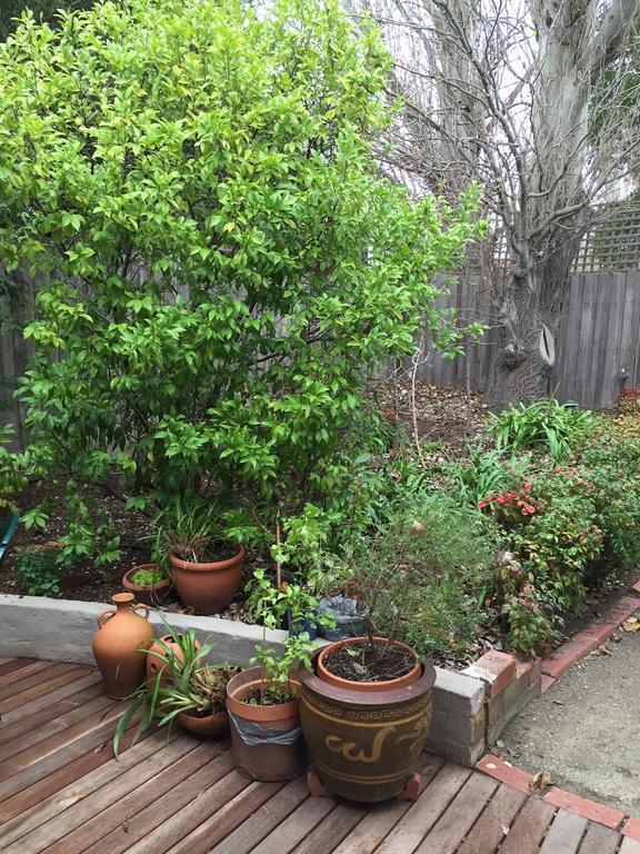 Garden Cottage St Kilda 墨尔本 外观 照片